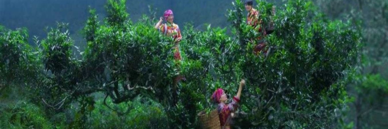 Thu hoạch chè shan tuyết